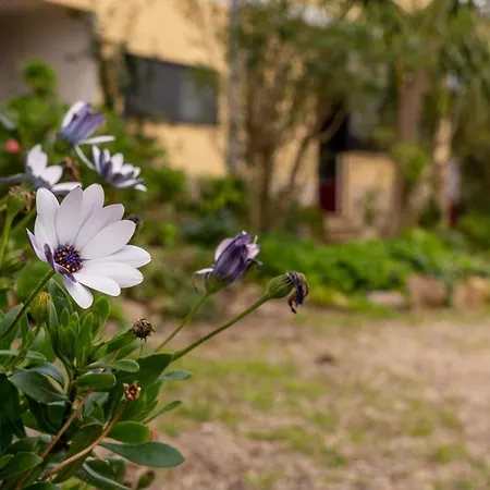 Asfodelo * Villacidro