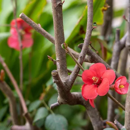 Apartman Asfodelo Villacidro